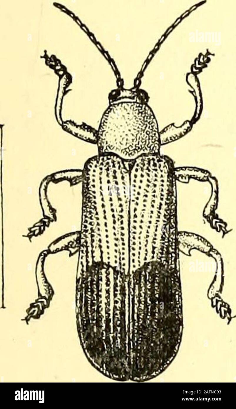 . Coleoptera : introduction générale et Cicindelidae et Paussidae. roit, épines grossier ; tandis que les Cassi-diios, ou tortue-coléoptères, bien que variable dans la forme, sont tous fournis avec plus ou moins prononcée des marges, ex-panded sous lequel l'organisme s'andhead sont complètement cachés ; leur outlinevaries dans la forme, mais ils sont habituellement plus orless ou circulaire, en forme de bouclier et souvent hemi-sphériques ou hémisphériques sous-. Bon nombre d'thespecies brilliantmetallic sont remarquables pour leurs couleurs dans la vie, qui unfortunatelyfade très rapidement après la mort ; certains d theIndian espèces sont très belles, et je Banque D'Images