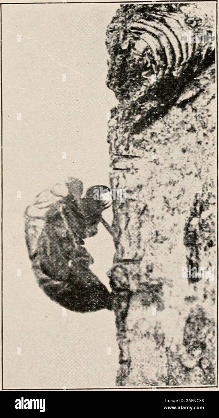 . Introduction à la zoologie ; un guide pour l'étude des animaux, pour l'utilisation d'écoles secondaires ;. FG. 14. Cigale - septonrfccem locnst, les dix-sept ans. Photo, par C. H. L. réduit.. Banque D'Images