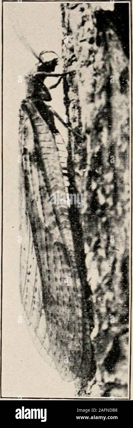 . Introduction à la zoologie ; un guide pour l'étude des animaux, pour l'utilisation d'écoles secondaires ;. FIG. 12.- Hygrotreclms, eau-strider. Nat. size.Photo, par O. H. C. P. L'objet d'une métamorphose incomplète;c.-à-d en avoir larvie un peu comme la forme adultsin, et en n'ayant aucune (juiet de chrysalide. Ils le rthopterain differfrom ()possession de pièces buccales adaptées à. .V Banque D'Images