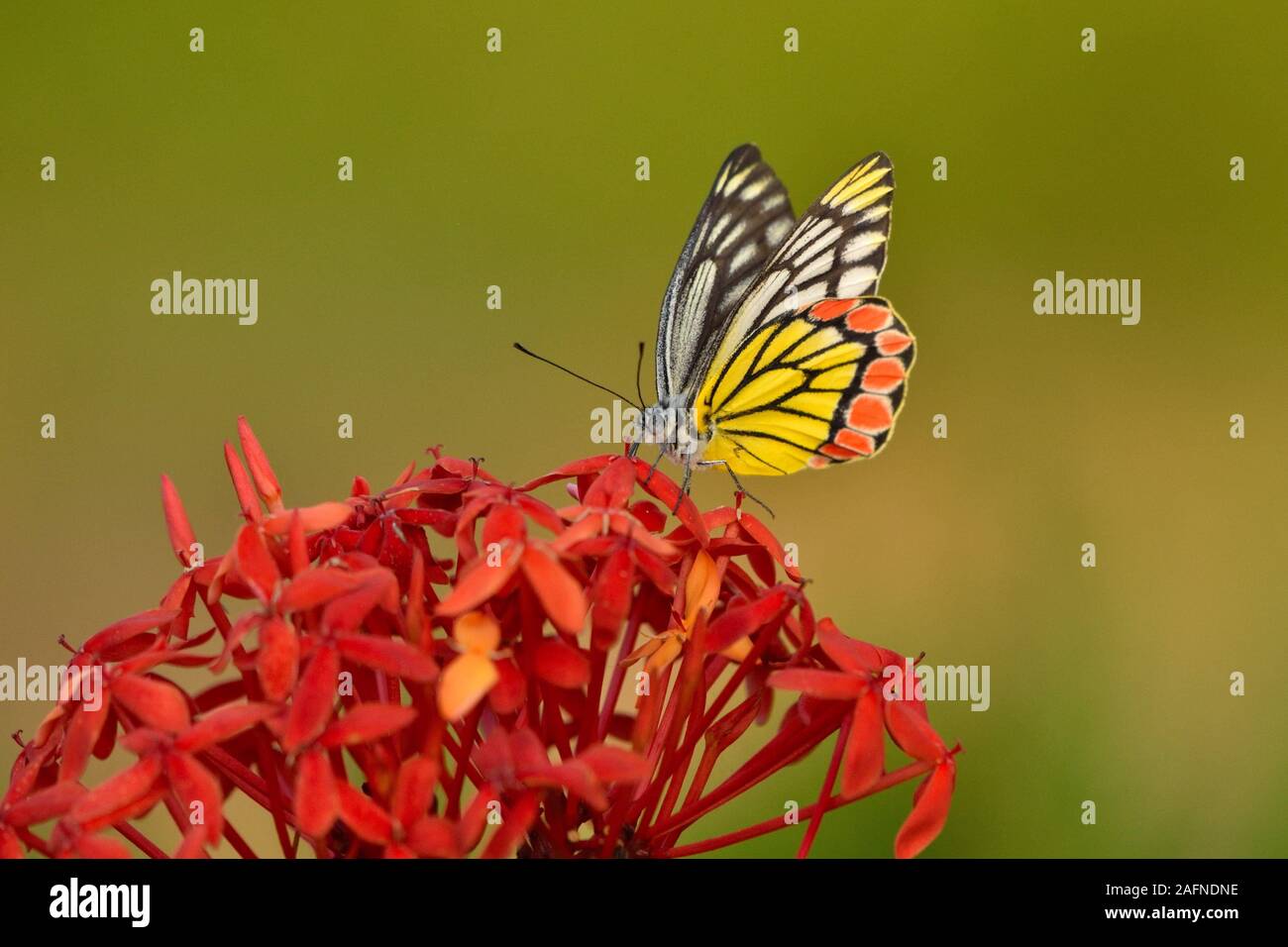 Beau papillon sur une fleur jaune pétulé avec un arrière-plan flou Banque D'Images