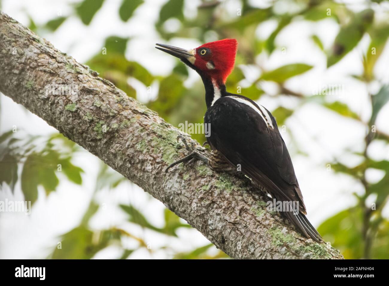 Crimson mâle-crested Woodpecker (Campephilus) au Panama rainforest. Banque D'Images