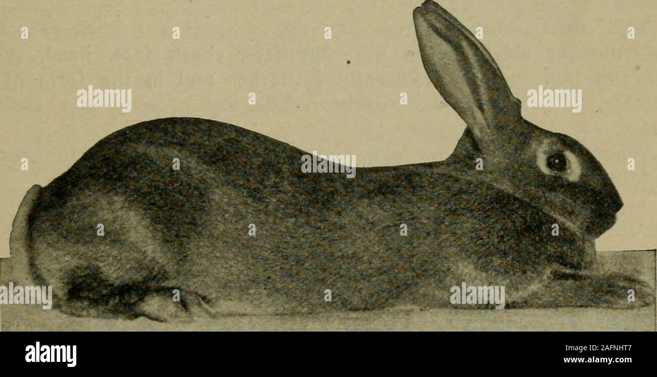 . Les lapins et les dollars ; le livre qui explique inventé ... rabbitology ully et sélectionnez d'un marchand de bonne réputation qui a beenbreeding les espèces pour un certain temps. Nous croyons que la Californie comme isnoted l'état dans lequel la race est d'abord fait un commercialreality. La couleur de ce lapin n'est pas aussi rouge que le BelgianHare rouge Rufus, mais plutôt d'une couleur, ou lourd tawney tan. C'est distinctement jaune ou doré offa couleur fauve, mais ce n'est pas vraiment un rouge à la couleur exacte dans tous les sens du terme. On pourrait dire que c'est sur la moitié de l'ombre entre un bon tan jaune et un vrai Rufus couleur rouge. L Banque D'Images