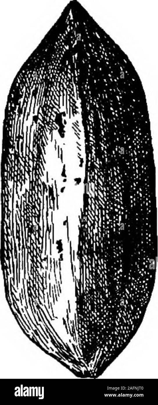 . Les cours avec les plantes. Suggestions pour voir et d'interpréter certaines des formes courantes de la végétation. 411. Une graine, puis, est un organe qui est thedirect produit d'une fleur et une suite de processus asexué, et. qui contient une miniatureplant ou embryon ; et de son bureau est de produire à nouveau l'usine. Dans presque tous les cas, l'embryon est WSAT EST UN SJSHD ? 335 entre les couches, et il est souvent imbeddedin l'albumen. Suggestions.-que les plus évidents les pièces et dispose d ofseeds ont été mentionnées ici, mais oharaeters sufficientto ces sont de permettre à l'élève de faire des comparaisons entre les anyseeds rentables Banque D'Images