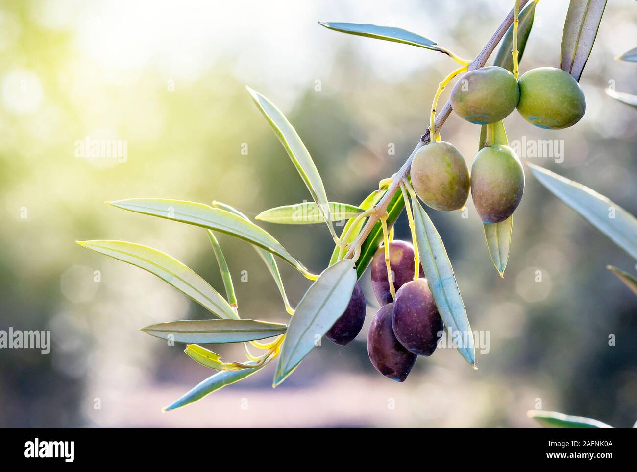 Branche d'olivier dans son arbre presque muets et sur le point d'être recueillis pour obtenir de l'huile. Banque D'Images