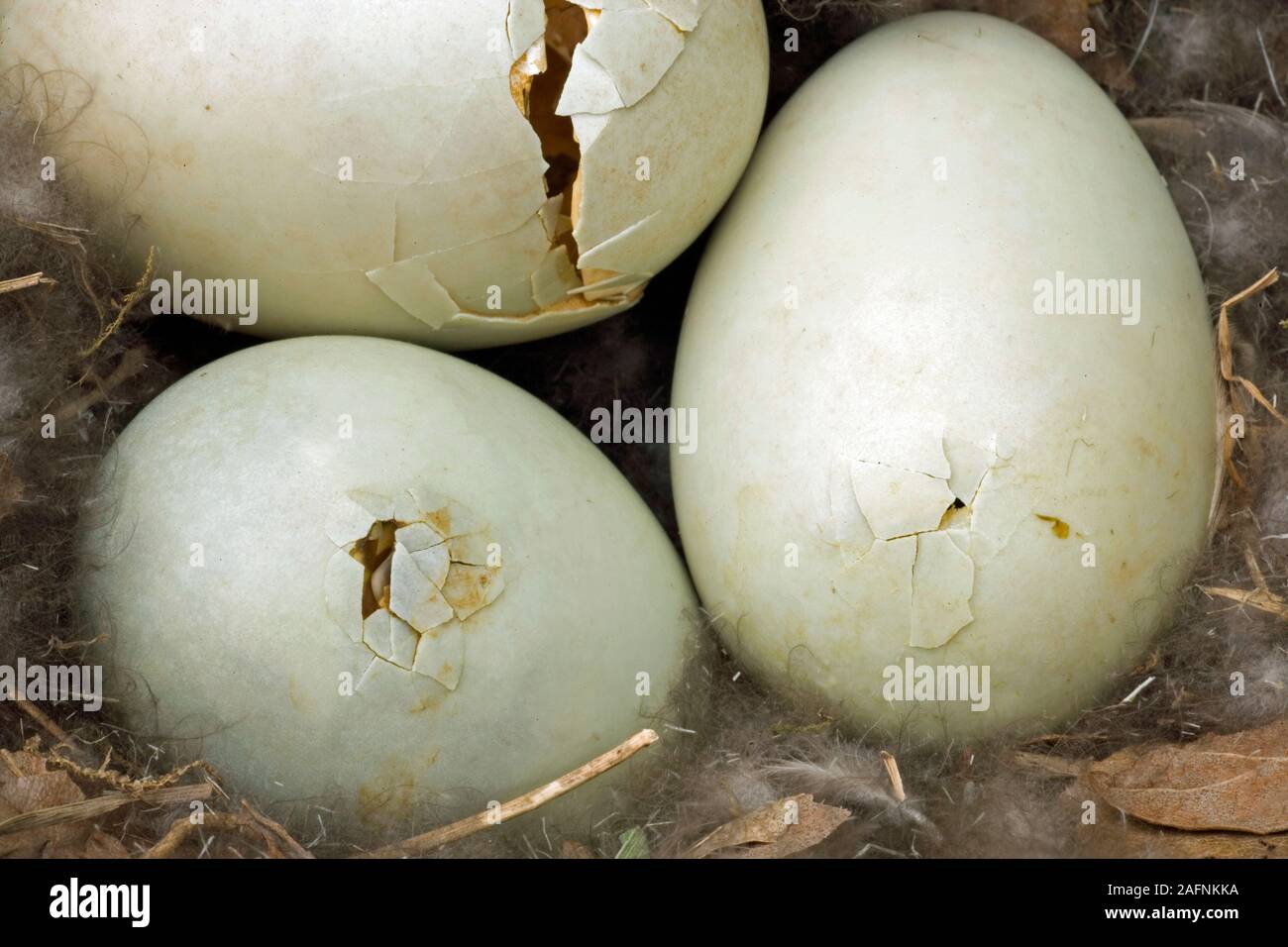 Mallard duck eggs Banque de photographies et d'images à haute résolution -  Alamy