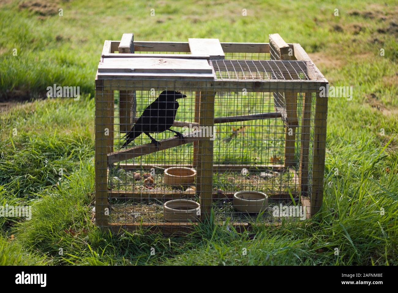 LARSEN piège utilisé pour contrôler le nombre de corvidés (corbeaux), considérés comme des ravageurs ou de la vermine par game réussi estates. Oiseaux de leurre Live utilisé. Mentions légales. Banque D'Images
