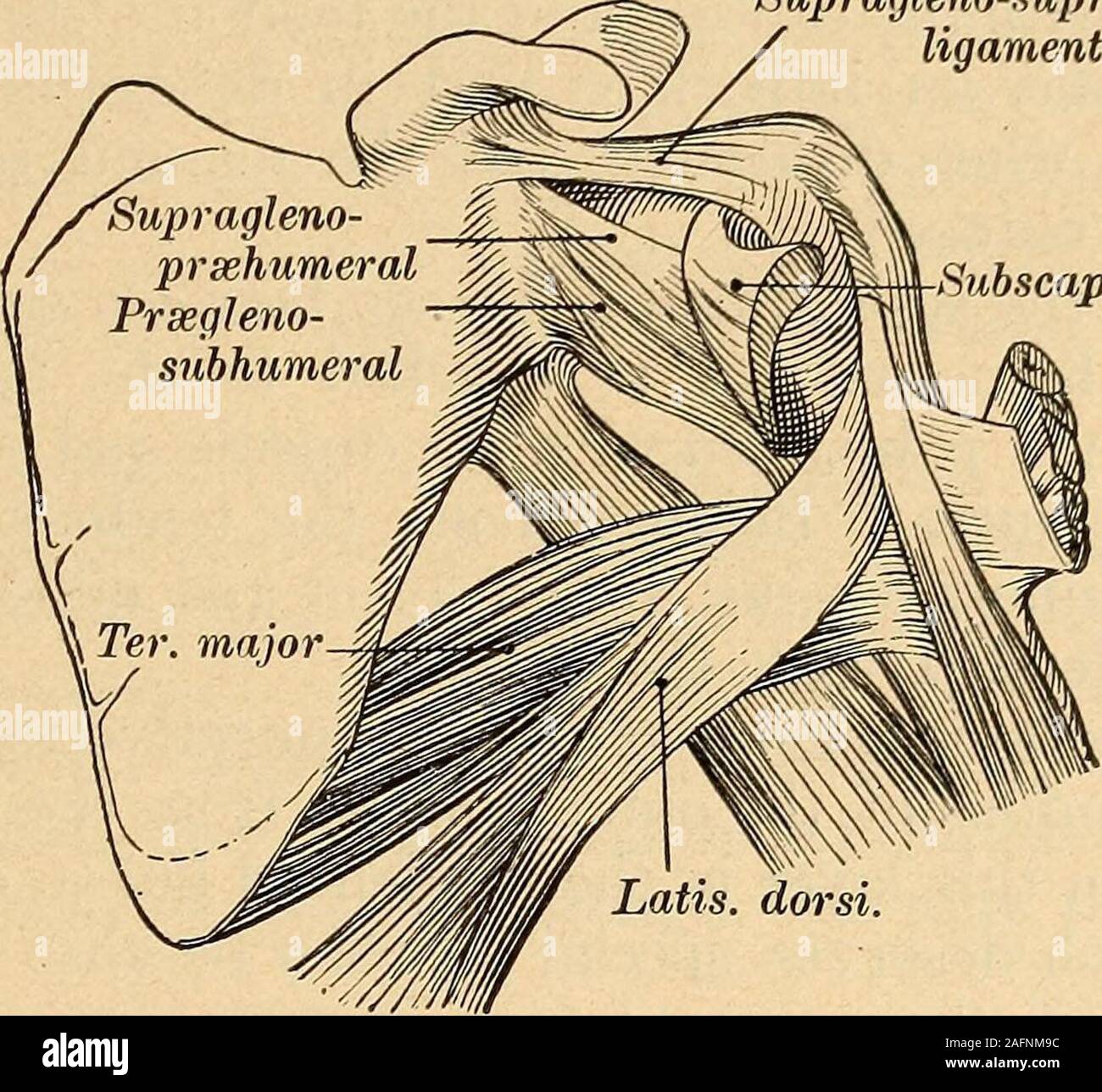 . Un traité pratique sur les fractures et luxations. eflected sur tendon thelong du biceps. La capsule est renforcée à un pointsby des épaississements de lui-même qui sont connus comme le gal par tendonsof^aments et les muscles de l'omoplate ; sur le côté intérieur il est perforé par le tendonof le sous-scapulaire, et il y montre une brèche à travers laquelle le cavityof la joint communique avec le sous-scapulaire Bursa, un grand pouchlying contre la face interne du col de l'omoplate et la racine du processus, eoracoid entre eux et la partie supérieure de l'subscap-ularis. Cette ouverture se trouve juste en face de t Banque D'Images