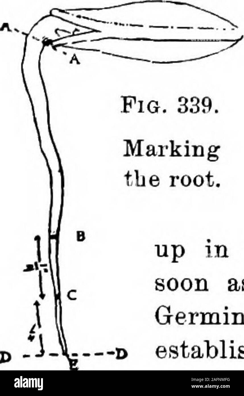 . Les cours avec les plantes. Suggestions pour voir et d'interpréter certaines des formes communes de végétation. sont maintenant établis dans le sol, et prennent dans les aliments qui permet à la plantule de croître. Les feuilles qui apparaissent (Fig. 338 feuilles) sont très différents de développement ces premières ou feuilles. mg. .Ils se développer hors de la petite plante elle-même.La photo montre ces vraies feuilles comme ils l'appearon courge Yellow-Crookneck une jeune plante, et la plante commence maintenant à beaucoup comme une vigne de squash. 389, paragraphe 1. Les feuilles sont whicli boine dans la notation semence, ce sont les cotylédons ou graine de feuilles. Leurs la racine. en Banque D'Images