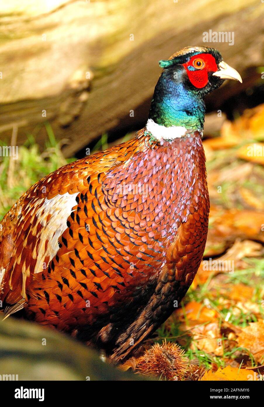 Faisan Royal Banque D Image Et Photos Alamy Faisan Royal Banque D Image Et Photos Alamy