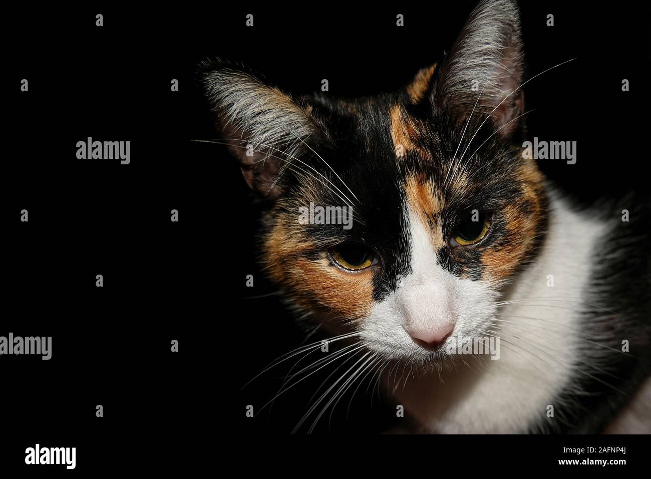 Yeux jaunes cate face détails portrait sur fond noir,animal animaux wallpaper Banque D'Images