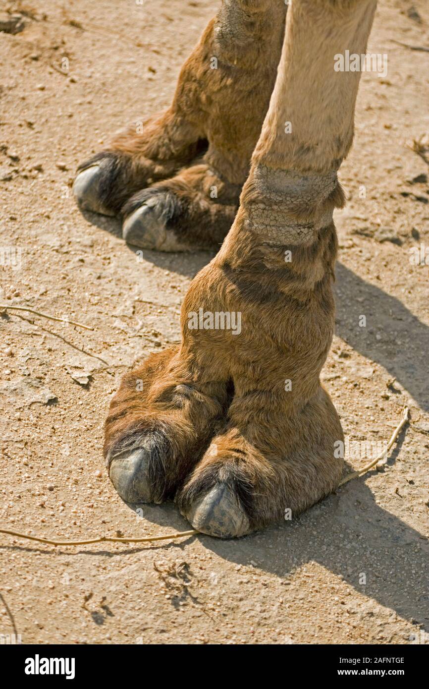 Chameau d'arabie (Camelus dromedarius). Pieds avant. Pieds antérieurs. Banque D'Images