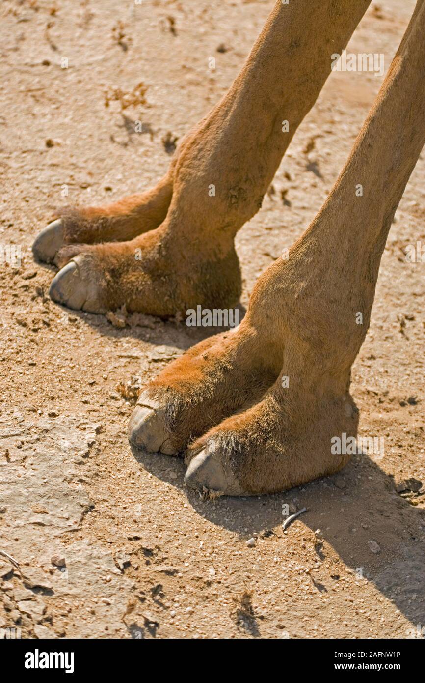 Chameau d'arabie (Camelus dromedarius). Deux pieds longs doigts généralisée à marcher sur la surface du sable du désert. Banque D'Images