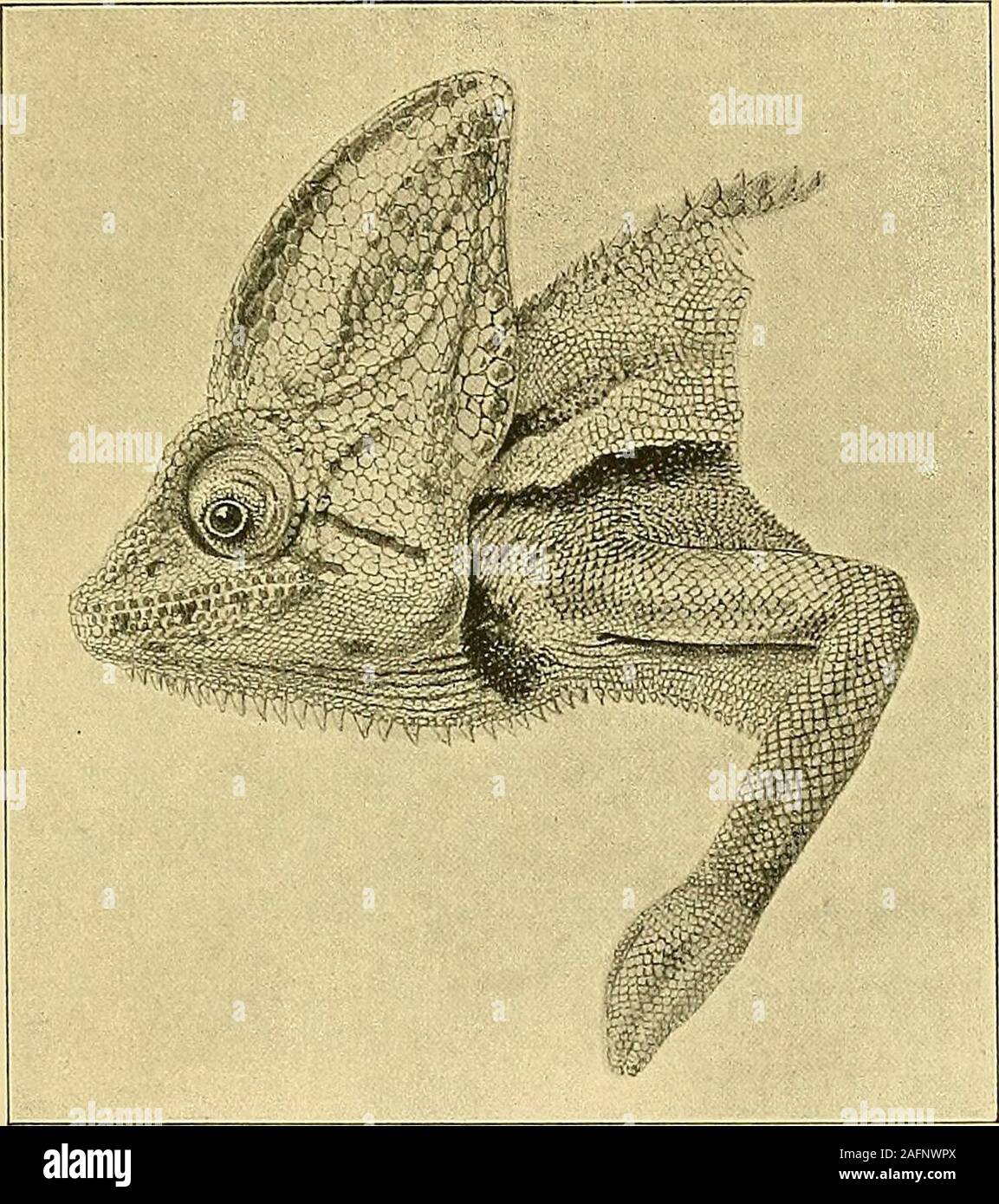 . Zoologie de l'Égypte. D &Lt ; & J'ai donc 1 hJ 3 § CALTPTEATUS U CHAMELEON. 229 mesures (en millim.) d'un homme adulte en provenance du Yémen et un adulte femalefrom la vallée du Nil. 6- 5. Longueur totale 425 423 évent à la pointe de la queue .... 220 235 Cette espèce, d'abord décrite par A. Dumeril, à partir de la région du Nil, a été enregistrée, en1882, de l'île de Socotra par Peters, qui, à cette occasion, thatanother mentionné par exemple, à partir de l'Abyssinie, obtenus par Ehrenberg, fut conservé dans le BerlinMuseum. Fig. 8.. L'un des types de C. calyptratus, A. Dum. Nat. taille. $ . Pai-est du musée. Au cours d'un examen o Banque D'Images