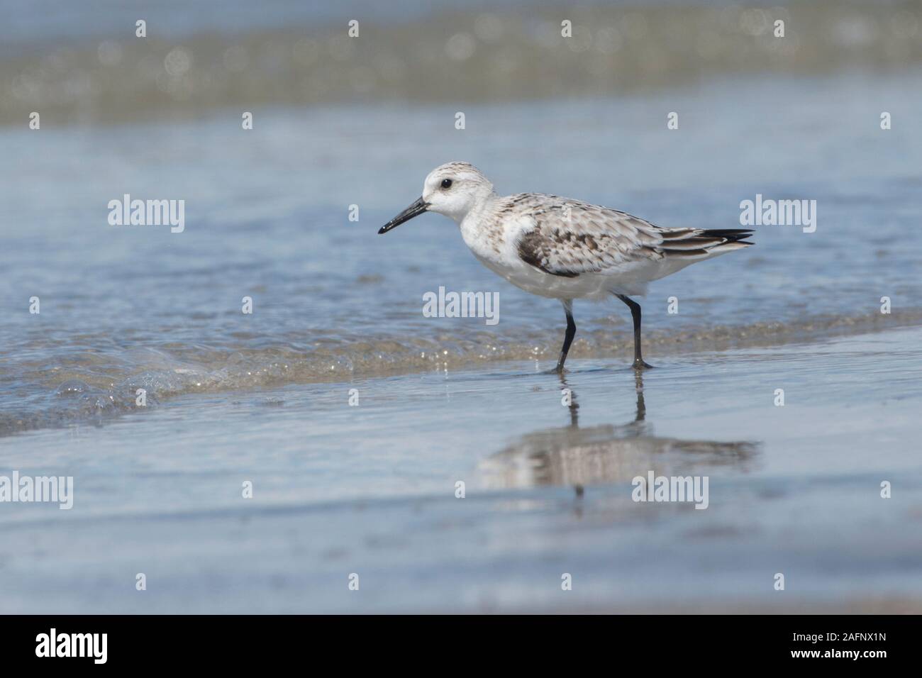 Bécasseau sanderling (Calidris alba) lors de la migration des oiseaux qui hivernent dans Punta Chame, Panama Banque D'Images