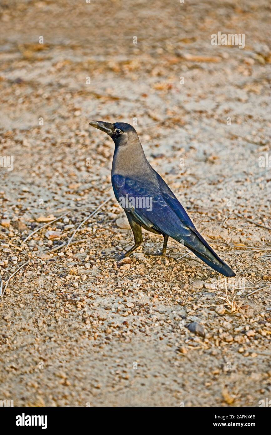 MAISON CROW (Corvus splendens). Adulte, plumage irisé. Jaisalmer, Inde. Commensal, forager opportuniste, survivant aux côtés des habitations humaines. Banque D'Images
