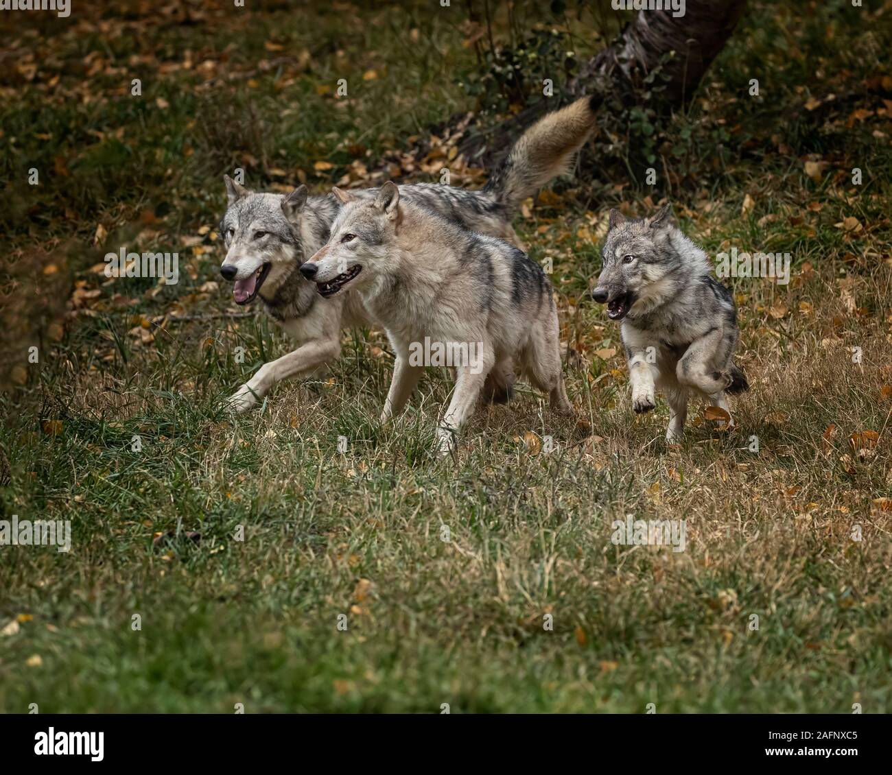 Loups dans les couleurs de l'automne Banque D'Images