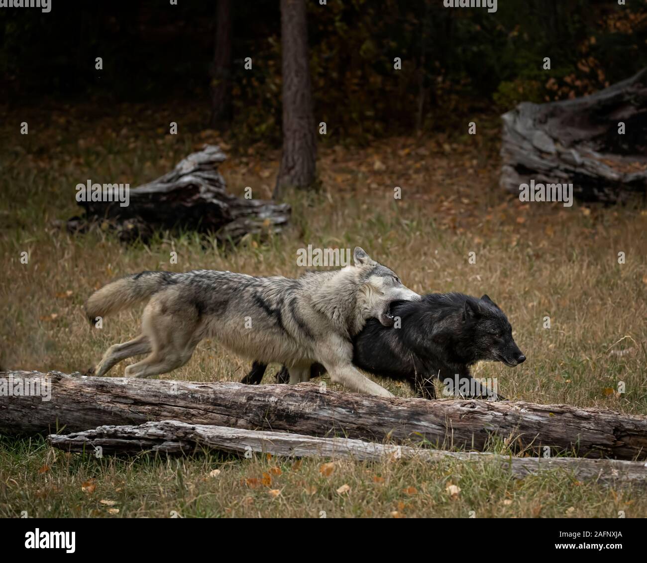 Loups dans les couleurs de l'automne Banque D'Images