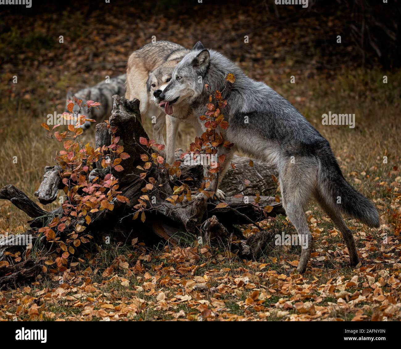 Loups dans les couleurs de l'automne Banque D'Images