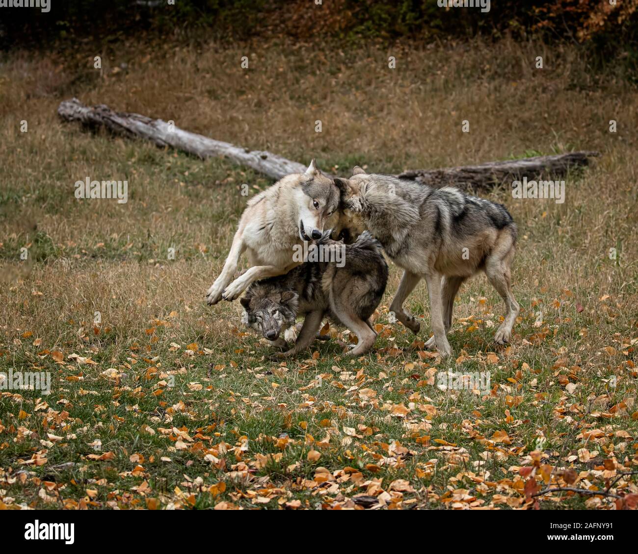 Loups dans les couleurs de l'automne Banque D'Images