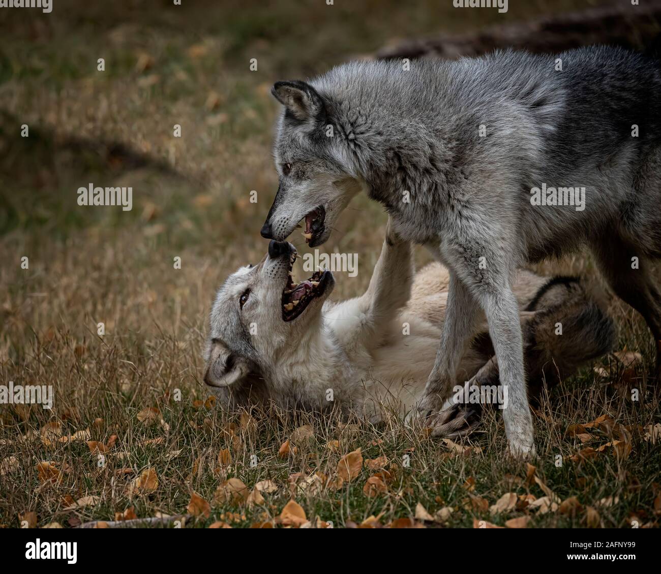 Loups dans les couleurs de l'automne Banque D'Images