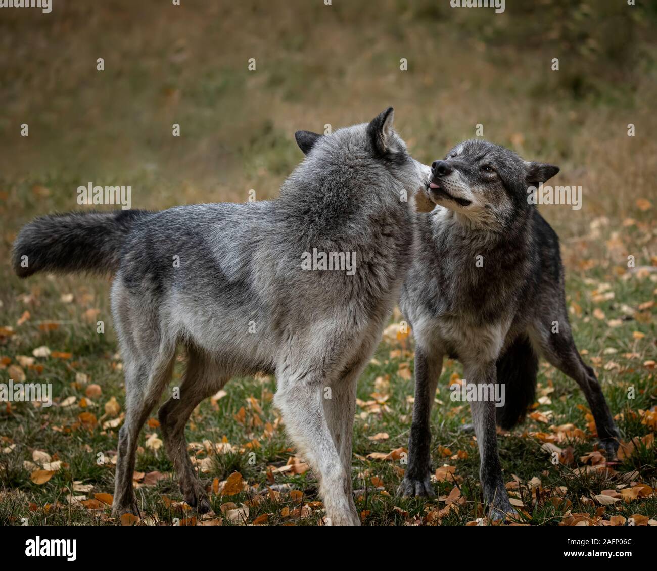 Loups dans les couleurs de l'automne Banque D'Images