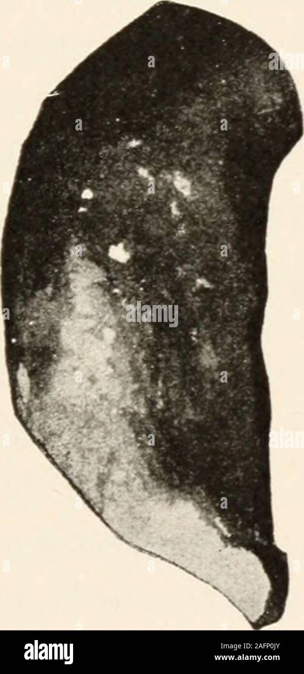 . Les animans et l'homme ; un manuel élémentaire de zoologie et de physiologie humaine. t période s'appelle l'âge de la pierre ancienne ou paléolithique,quand l'homme a été contemporaine de l'ours des cavernes et mam-moth, rhinocéros, renne et hyène dans l'Europe et avec d'anciens animaux en Asie et en Afrique et peut-être au Brésil.pas de reste indubitable de l'homme paléolithique n'ont pas encore beendiscovered en Amérique du Nord. Le crâne de Calaveras, ni le ofCalifornia Lansing homme de Kansas ni les quelques otherof-américain qui reste lorsque la première trouvée wereattributed prediluvial à l'homme de fois ont été en mesure ancienne et moderne de l'homme à prouver Banque D'Images