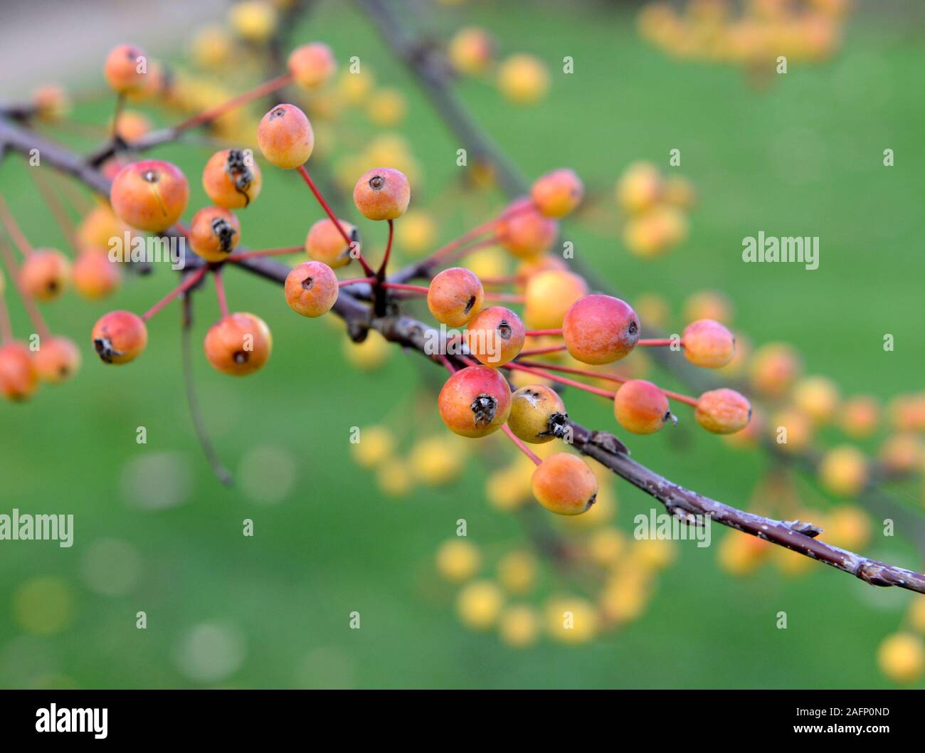 Des fruits sur un arbre dans le jardin botanique, Oxford, UK Banque D'Images