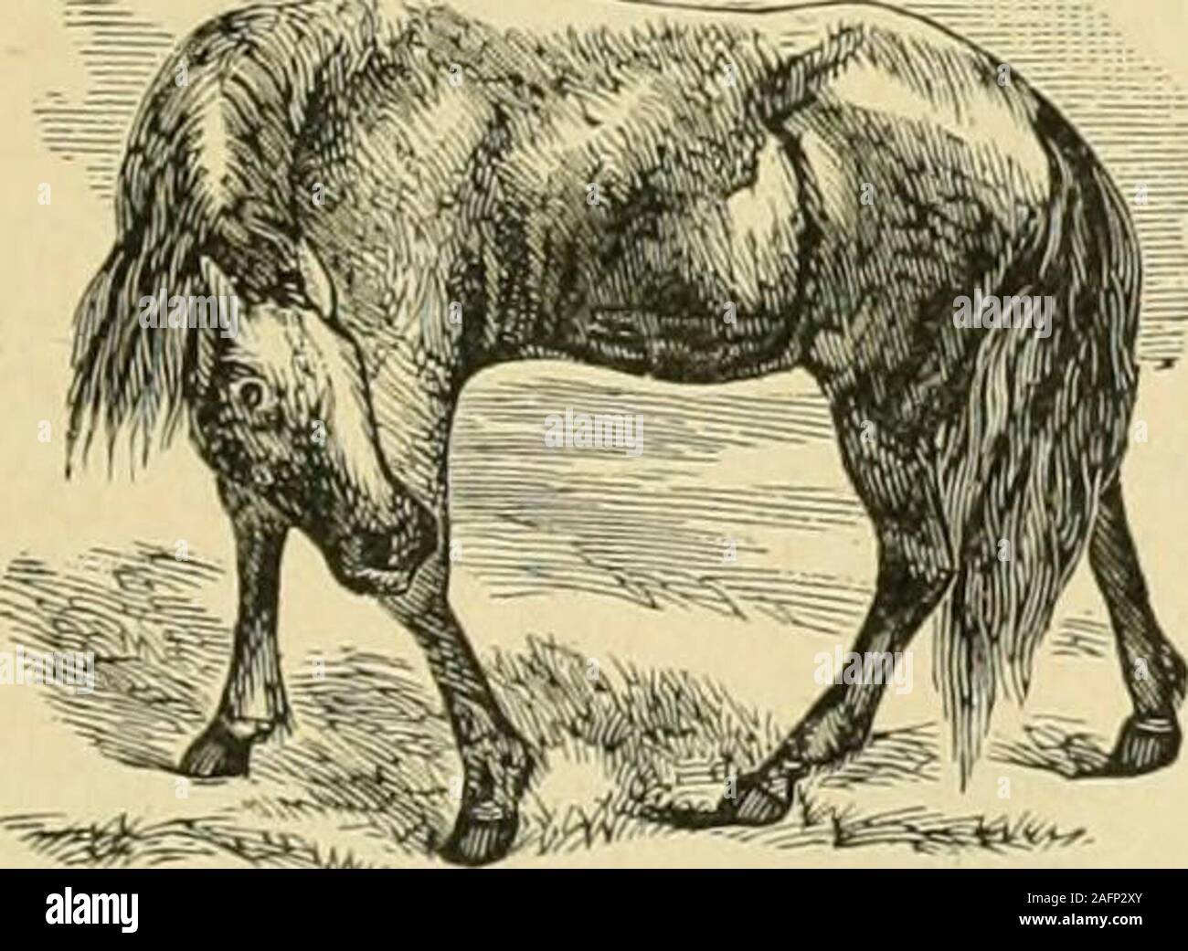 . Le cheval standard livre, comprenant l'apprivoiser, de contrôle et d'éducation des chevaux vicieux et ininterrompue. hor, dit :-J'ai trouvé des vers dans le vent-pipe, dans l'artère mésentérique, dans un abscessin la substance des muscles abdominaux, et en fonction de Lafosse, ils ont aussi beenfound dans les conduits salivaires et pancréatiques. Mais il y a trois ou quatre thatare très commun. Tout d'abord, le tereslumbrici, un grand ver de toten quatre pouces de long, qui vit dans l'en-testines. Il semble que le commonearth-ver, blanc jaunâtre, andtapered aux deux extrémités. Deuxièmement, est-theascai, communément appelé aiguille ou Banque D'Images