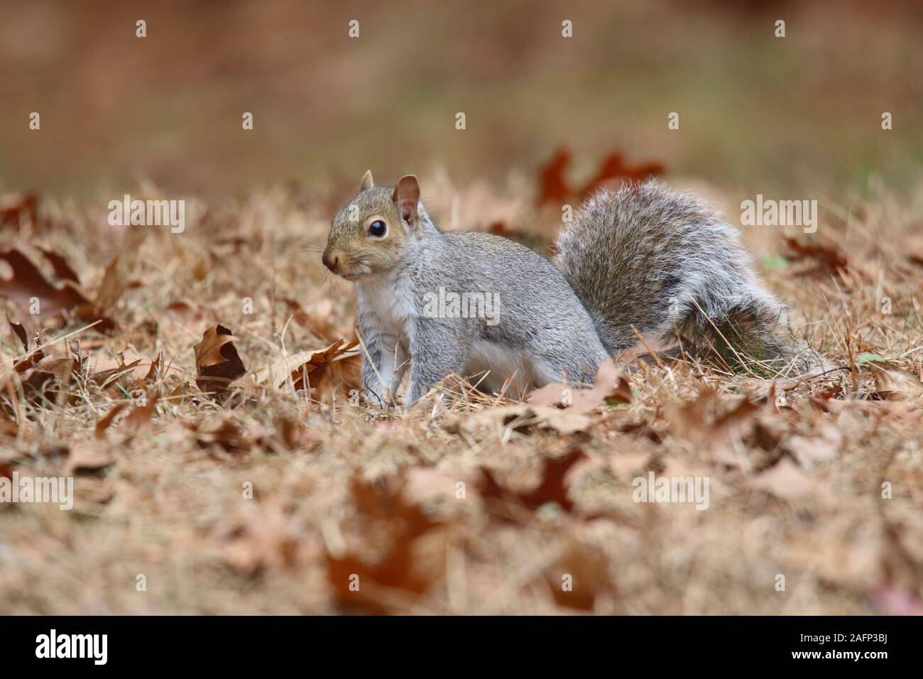 Un écureuil gris à la recherche de nourriture dans les feuilles d'automne Banque D'Images