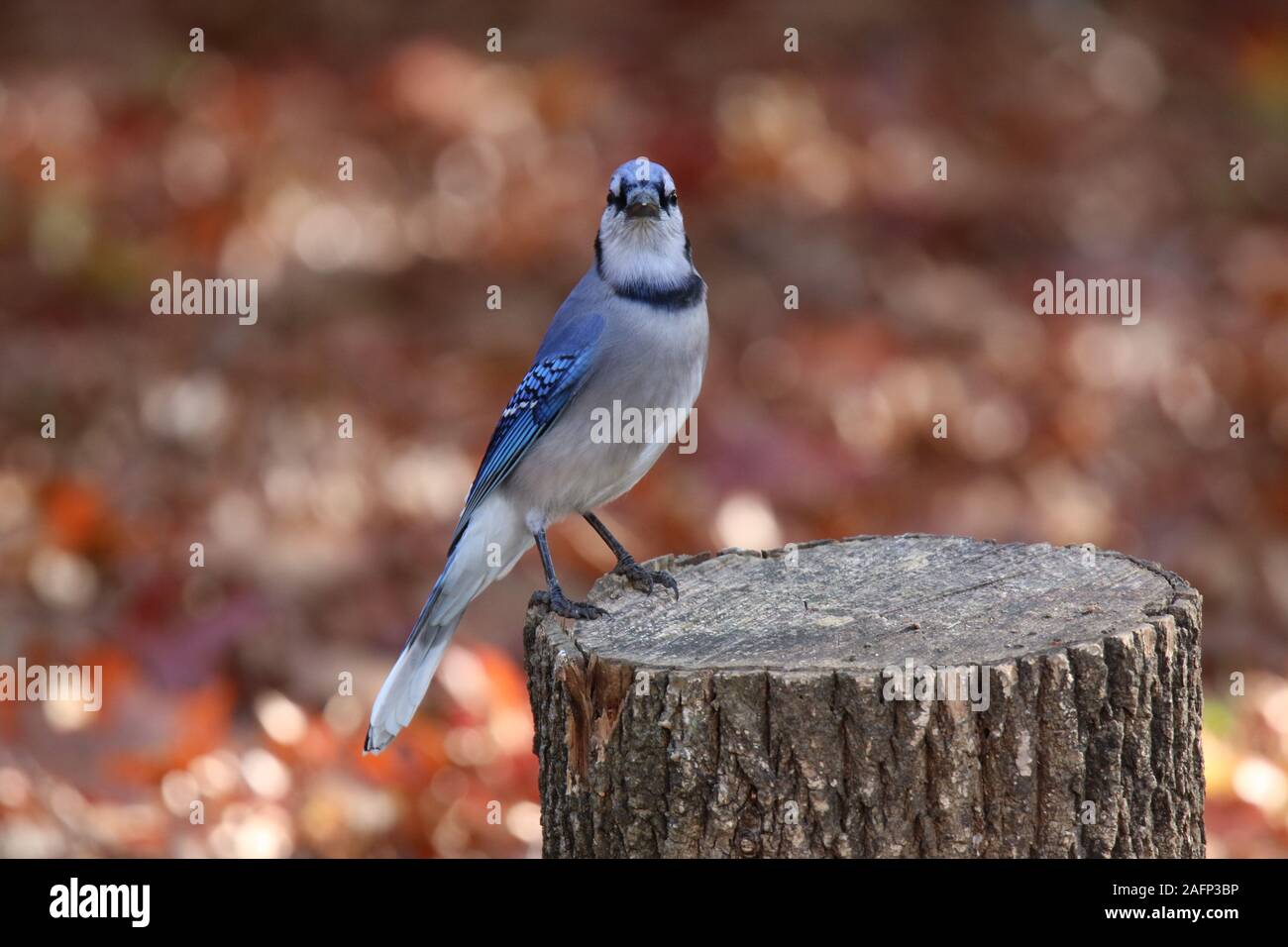 Un geai bleu Cyanocitta cristata perché sur une souche d'arbre à l'automne Banque D'Images