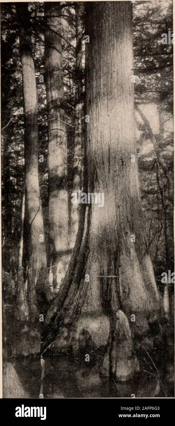 . Manuel de l'arbres des états du nord et le Canada à l'Est des Rocheuses. Photo-descriptif. us swamp-aimer les arbres. Son bois, dont un pied cube quand-lutely absolue pèse 28,31 kg à sec, est l'un des états du sud de l'greatresources highlyvalued raihyay étant de traverses, poteaux, bardeaux, lumberfor la construction générale, etc. Itsgreat la durabilité, l'immunité de l'ofparasites les attaques et la non-responsabilité à grande déformation shrinkingor en font l'un de nos plus valuablewoods pour tous les travaux de bois exposés à l'theweather, pour la construction des citernes, fûts, etc. sa valeur pour le dernier Banque D'Images