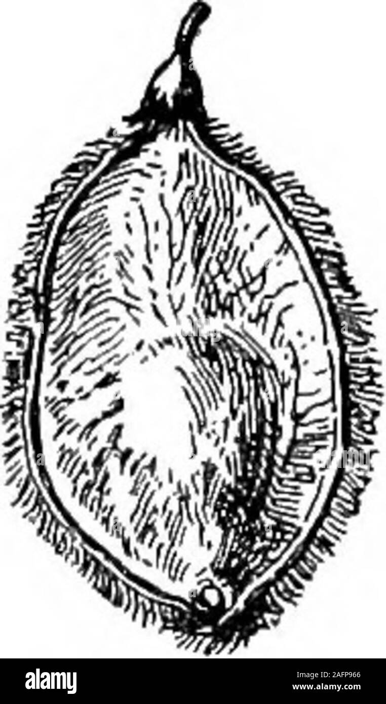 . Les cours avec les plantes. Suggestions pour voir et d'interpréter certaines des formes courantes de la végétation. Banque D'Images