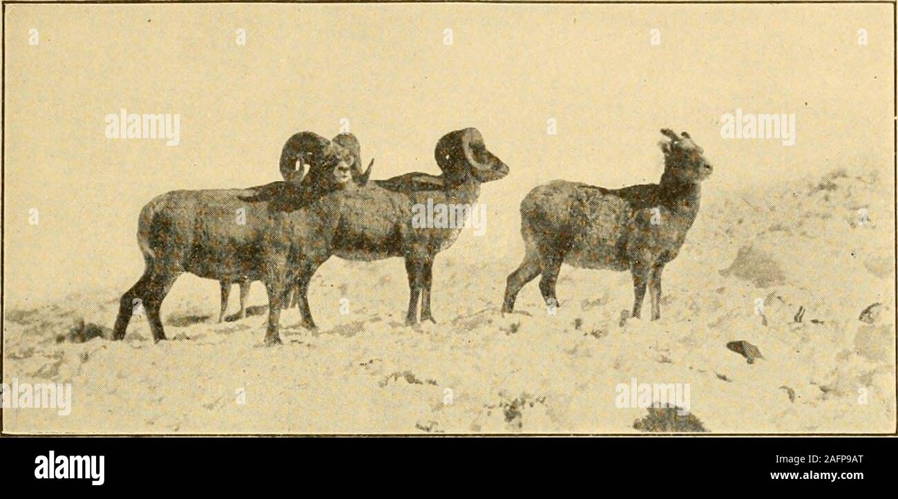 . La partie supérieure du continent ; l'histoire d'un joyeux voyage dans nos parcs nationaux. et s'est présenté comme elle n'avait jamais exécuté avant 8586 LE HAUT DU CONTINENT woods quand Margarets cri attira l'exécution à l'endroit. Uncle Billy a vu l'ourse standingat une distance. Elle avait probablement suivi Margaret seuleune barre de quelques pas. Après quelques instants, assuré d'hercubs la sécurité, elle revient lentement vers eux. C'était un long temps avant que la peur peu girlwas réconfortés. En fonction de son histoire le motherbear était aussi grand que l'éléphant dans le PhiladelphiaZoo ; c'était évident que Jack n'a pas offert d'gob Banque D'Images