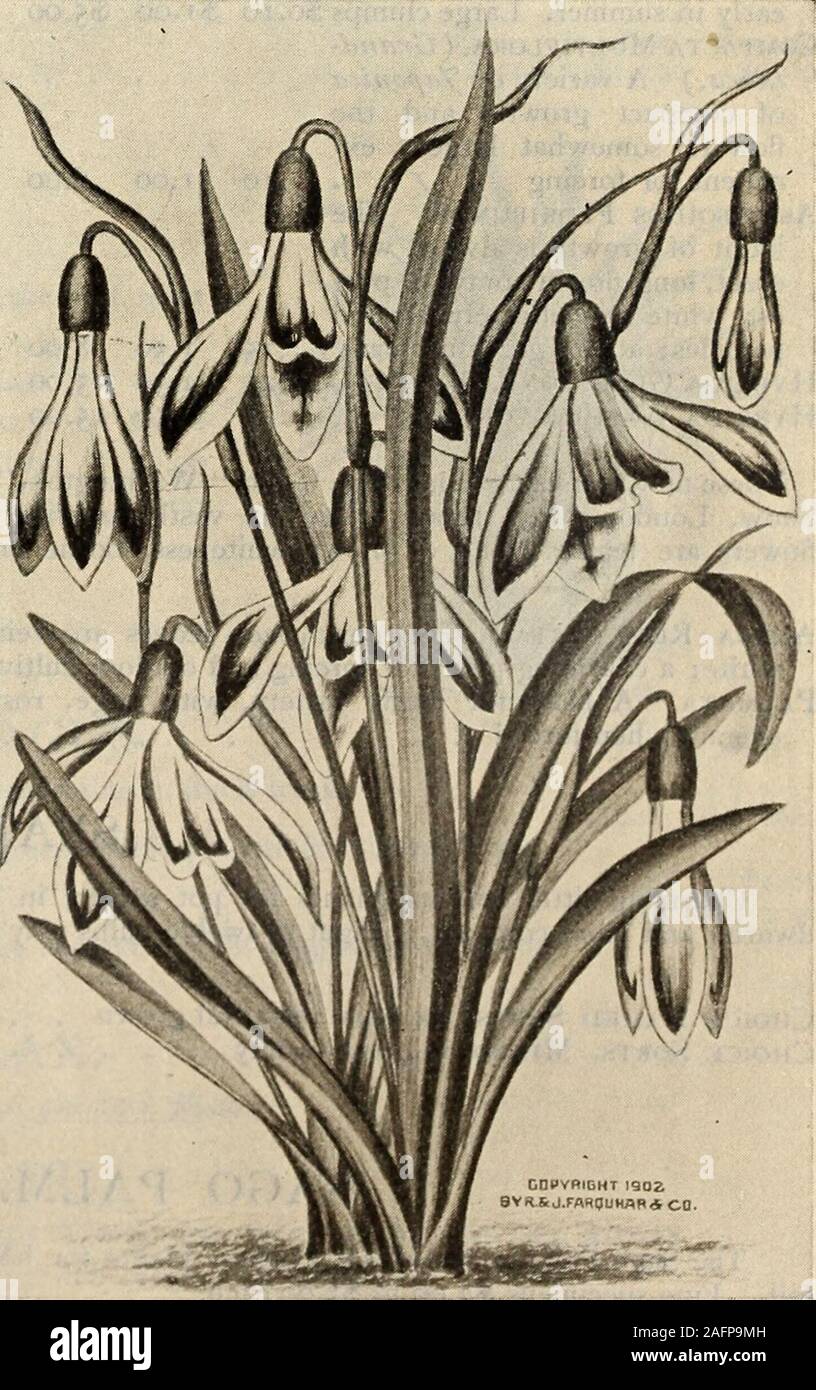 . Catalogue 1904 de l'ampoule. .00 20,00 3,00 .20 I.00 20,00 0,85 6,00 6,5 15. Perce-neige unique. 36 R. et J. FARQUHAR & CO.S CATALOGUE D'AUTOMNE. SCHIZOSTYLIS. Coccixea. {Kaffir Lily ou Crimson Drapeau.) Une excellente demi-plante robuste pour l'hiver, forçant avec longslender Gladiolus-comme épis de fleurs rouge profond. Les ampoules sont généralement plantées en pleine terre inspring, repris à l'automne, en pot, et placé dans la serre, où elles fleuriront pendant des mois. Readv fordelivery en novembre. Par douzaine, 50 cents par 100. $3.00. SNOWFLAKE. {Leucojum.) Les flocons de produire des fleurs comme de monstrueux Snowdrop Banque D'Images