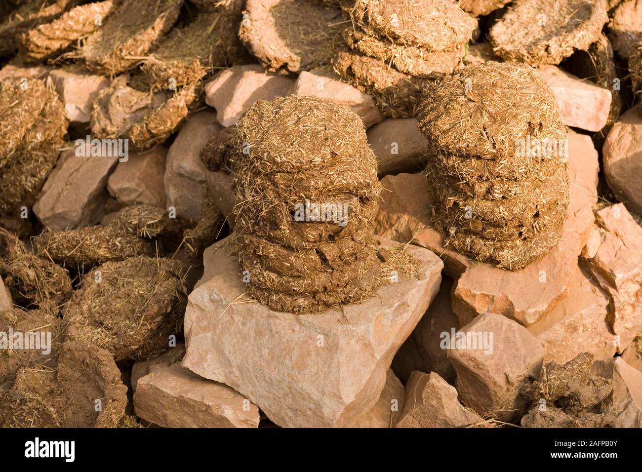 DUNG de Cattle (Bos indicus) et de Water Buffalo (Bubalus bubalis). Fabriqué en « gâteaux » pour brûler du carburant. Piles assemblées, séchage au soleil sur un mur de pierre. Banque D'Images