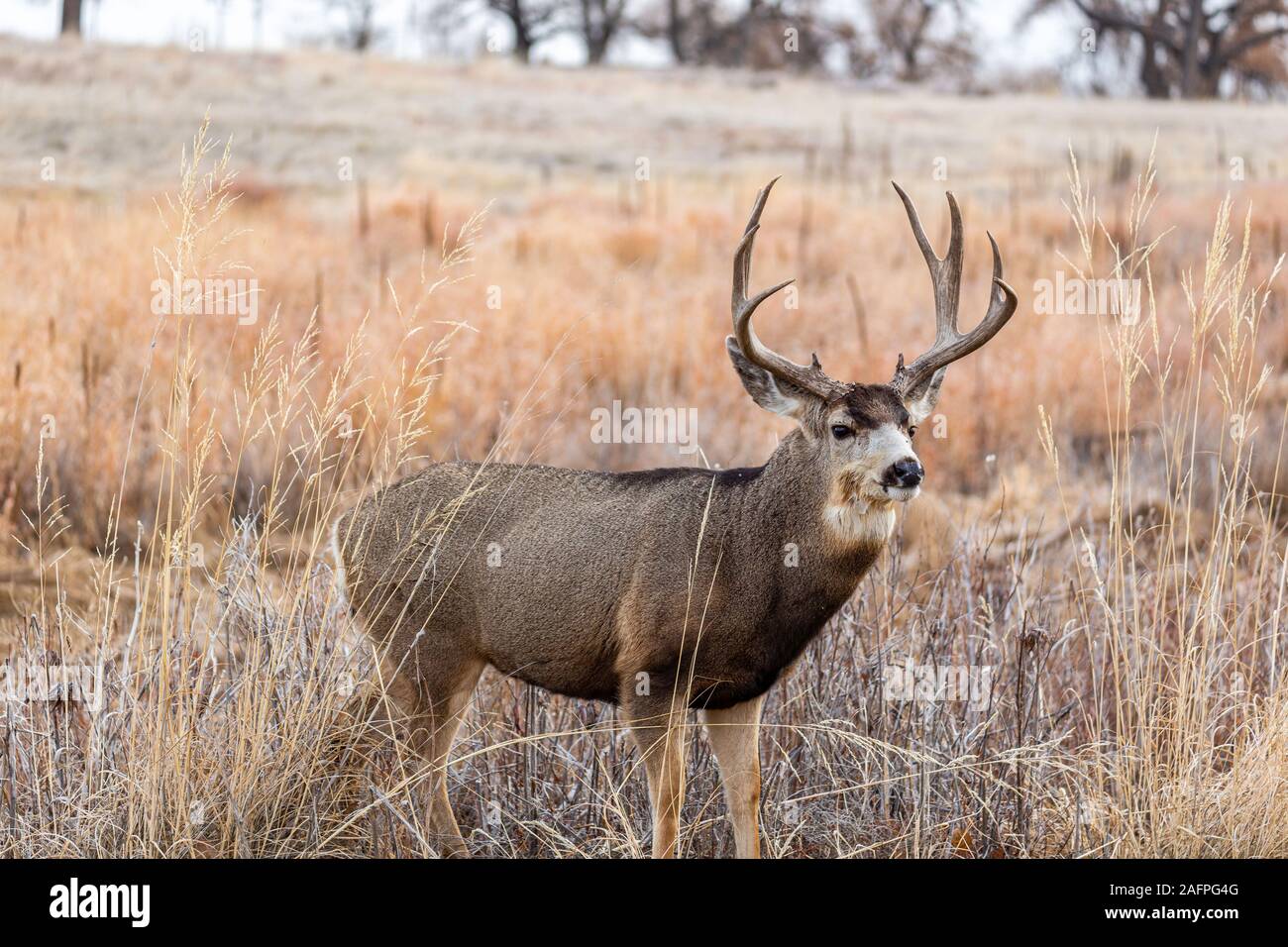 Mule Deer buck/ stag (Odocoileus hemionus) Rocky Mountain Arsenal Wildlife Refuge, Colorado, USA Banque D'Images