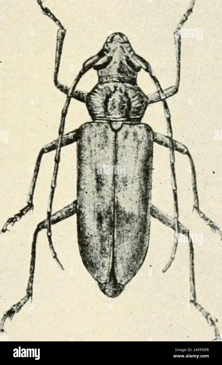 . Un manuel d'insectes dangereux susceptibles d'être introduites aux États-Unis par des importations. Banque D'Images