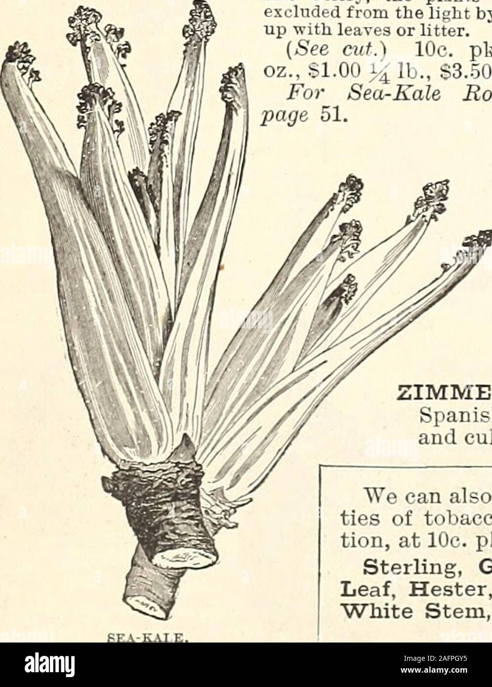 . De manuel tout pour le jardin : 1894. Il a été ; devrait être soulevée inheat et transplanté trois pieds de distance dans chaque sens intolight sol riche. 5c. pkt., 10c. oz., 30c.  % Lb., $1.00lb. Grandes feuilles rondes VIROFLAY. Un newersort avec de très grandes feuilles épaisses. 5c. pkt., 10c. oz.,15c.  % Lb., 35 c. lb. Le figuier. Bien qu'habituellement semé dans le ressortet d'été, il est aussi bien en hiver, mais givesless par acre en vrac que les autres nommés. 5c. pkt.,10c. oz., 15c. J£ lb., 35 c. lb. SEA-KALE. Seekohl Meerkohl allemand, français, Crambe.-espagnol.Maritime, Breton de Mar.cultivée pour ses pousses blanchies, qui Banque D'Images