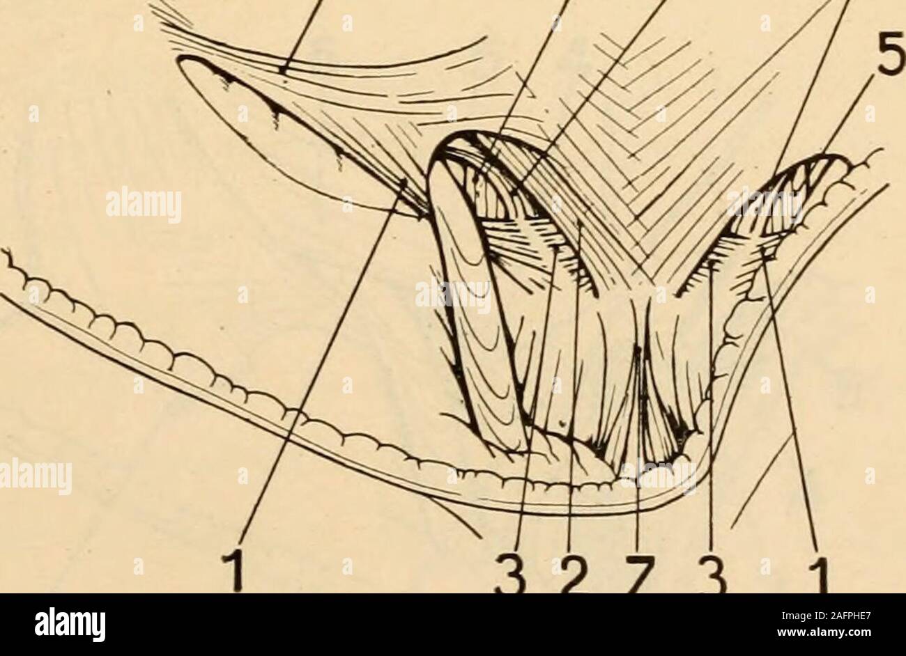. Pot du médico-chirurgicale de l'abdomen. P 5 4 4. 3 2 7 3 1 Fig. 20. --La paroi antérieure du canal inguinal. - Plan superficiel. 1. Pilier externe. - 2. Pilier interne. ?- ? 3. Pilier de colles. - 4. Tendon conjoint. -5. Expansion latérale de la gaine du droit ou le ligament de Henle. - Fibres G. arci-formes ou dunion. - 7. Le ligament suspenseur de la verge. VII**. Page 55. R. GuÉGOIKE. Planche XVI (pages 55-561. Banque D'Images
