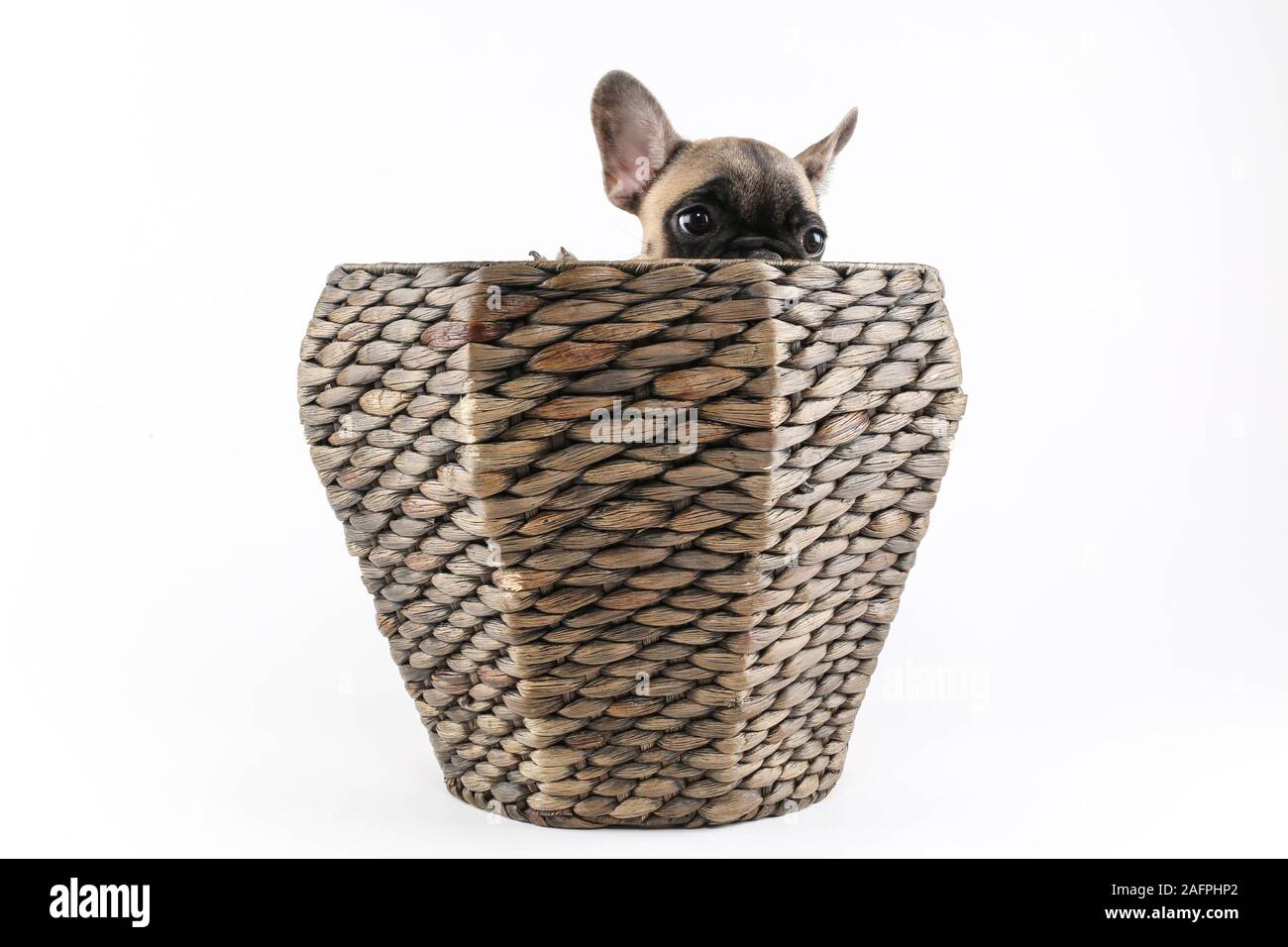 Mignon Bébé Bouledogue Français chiot dans panier Studio Photography Banque D'Images