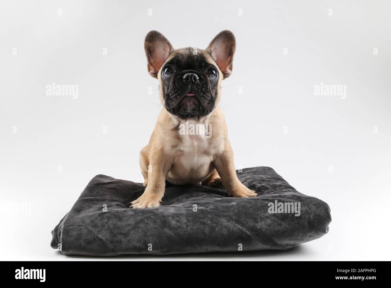 Mignon Bebe Bouledogue Francais Chiot Chien Chiot Jusqu A La Photographie De Studio Photo Stock Alamy Mignon Bebe Bouledogue Francais Chiot Chien Chiot Jusqu A La Photographie De Studio Photo Stock Alamy