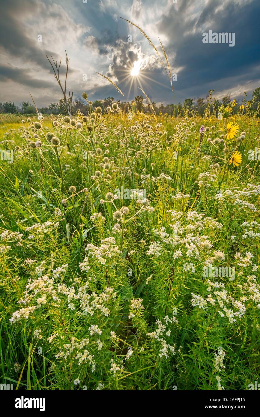 Sun & storm clouds over prairie de montagne (Pycnanthemum virginianum), maître (Eryngium yuccifolium crotale), boussole, liatris & Plantes Banque D'Images