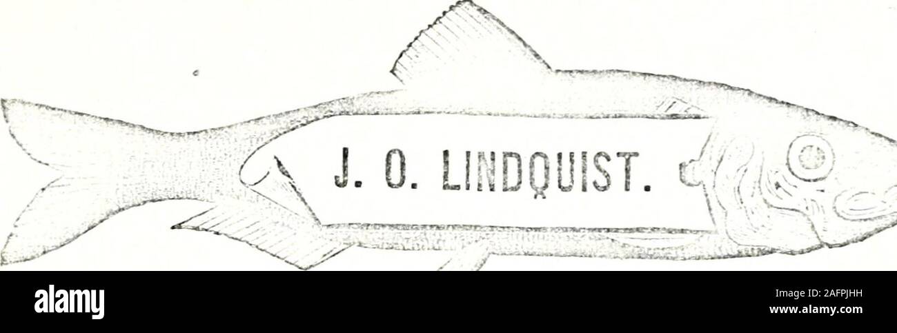 . Répertoire géographique de l'état du Wisconsin et annuaire d'entreprises. cphen wagonmaker S.ugie,, 715 W^lls.lH&gt;yd, John Carpenter, 1707 Stephenson.Bovd John F, chapeaux, 1515 Main.Hradley lclir music,jacob.1510 Ludineton.Iki/carpisnler M. Billings gs, 1311 eSriiiK yiuu.j* V : ndv, p 5^1.)Brinnan John, saloon, 2005 aveBrown Hall Charles J, Barber, 1025, av. Coque &gt ;]&gt;un bail sur Francis, l'immobilier, 1010 .Main.Brown J & Fils (Joseph et Leander E), barne.JS. .1708 MainBrown,Michael, comté Ireas lIon Cour Bruencheidiein Bymn ?e.E, drogues, 1041 Hall.Buntnian Herman, fruits, 1017 IIain.Burns Wm, Tremont House, propr Banque D'Images