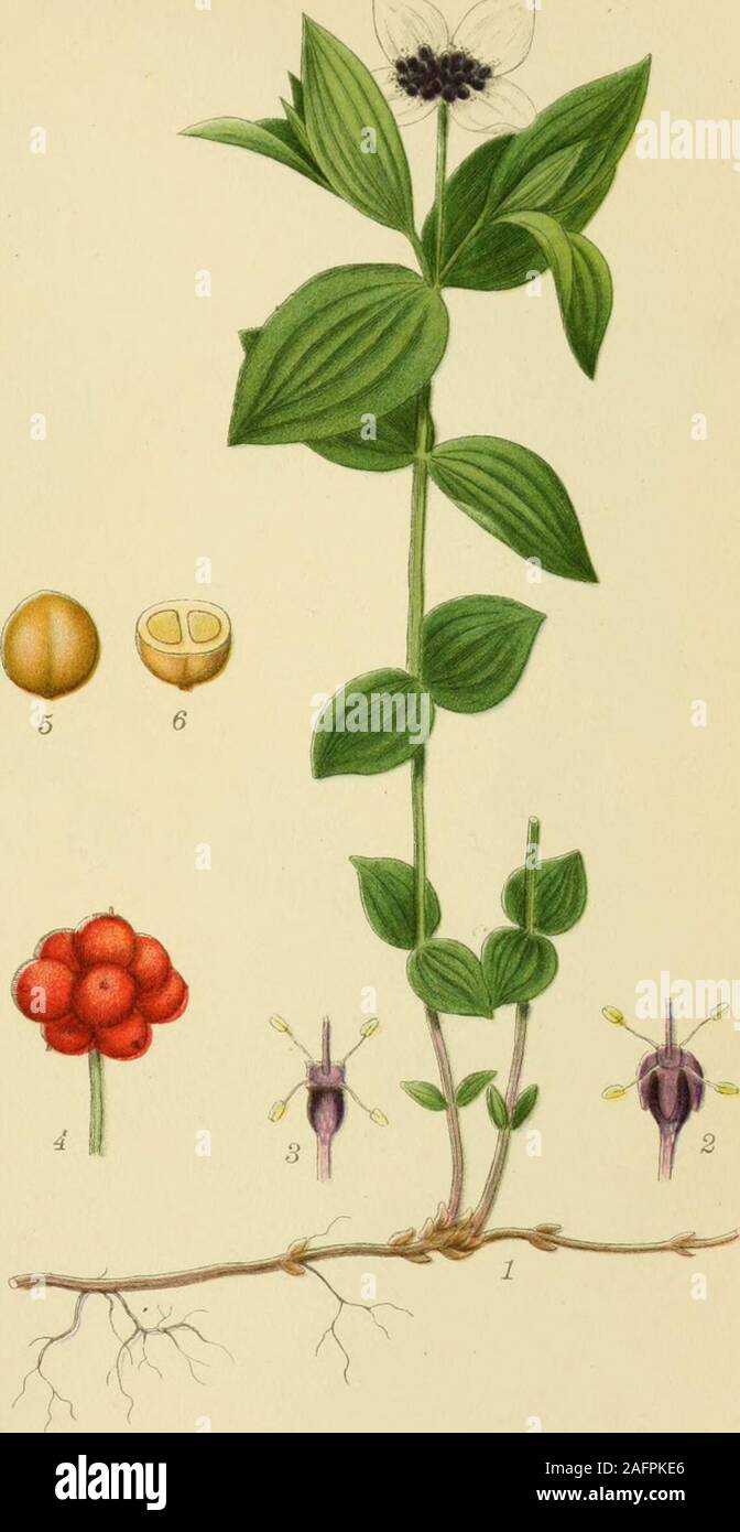 . Photo par nordens flora. RØD KORNEL, cornus sanguinea. ..S0RT2ELLS TR. A B STHL^ 248. HØNSEBAER vSORTZELLS, Cornus suecica. TR.A. S- ?ti^ 249 Banque D'Images