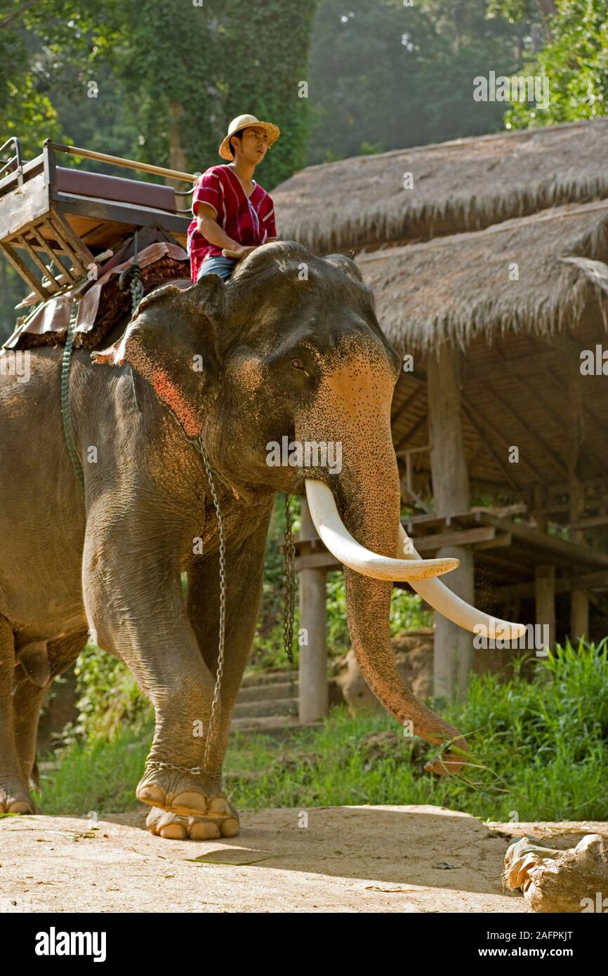 L'éléphant d'Asie Elephas maximus et Mahout Maesa Elephant Camp, Chiang Mai, Thaïlande. Banque D'Images L'éléphant d'Asie Elephas maximus et Mahout Maesa Elephant Camp, Chiang Mai, Thaïlande. Banque D'Images