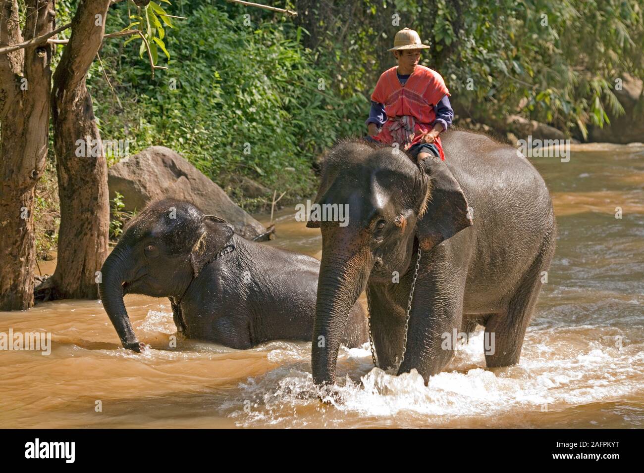 Les éléphants d'Asie (Elephas maximus), et Mahout baignade en rivière. Maesa Elephant Camp, Chiang Mai, Thaïlande. Banque D'Images