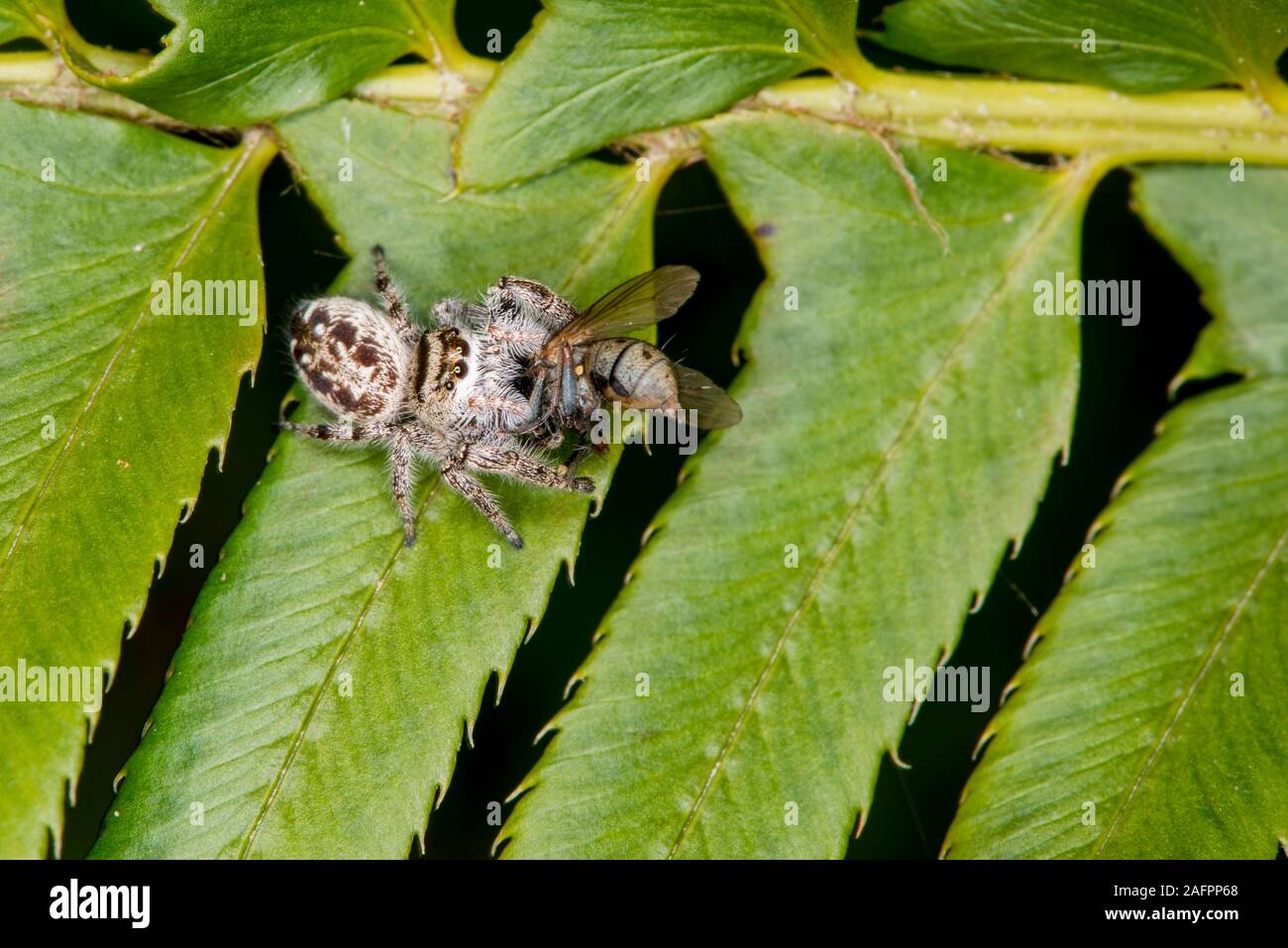 Quinault, Washington. Quinault, la forêt tropicale du Parc National Olympique. Thomisidae se nourrissant d'une mouche. Banque D'Images