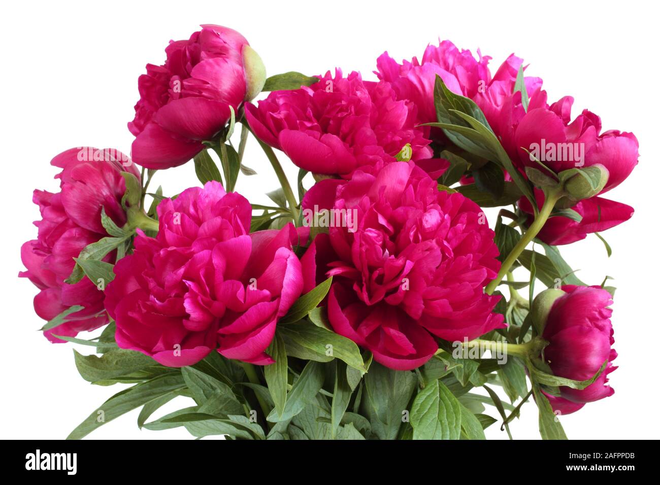 Bouquet de pivoines rose foncé sur fond blanc Banque D'Images