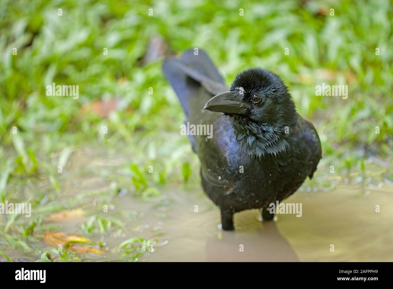 JUNGLE ou à gros bec (Corvus macrorhynchos), baignade. Bangkok, Thaïlande. Banque D'Images