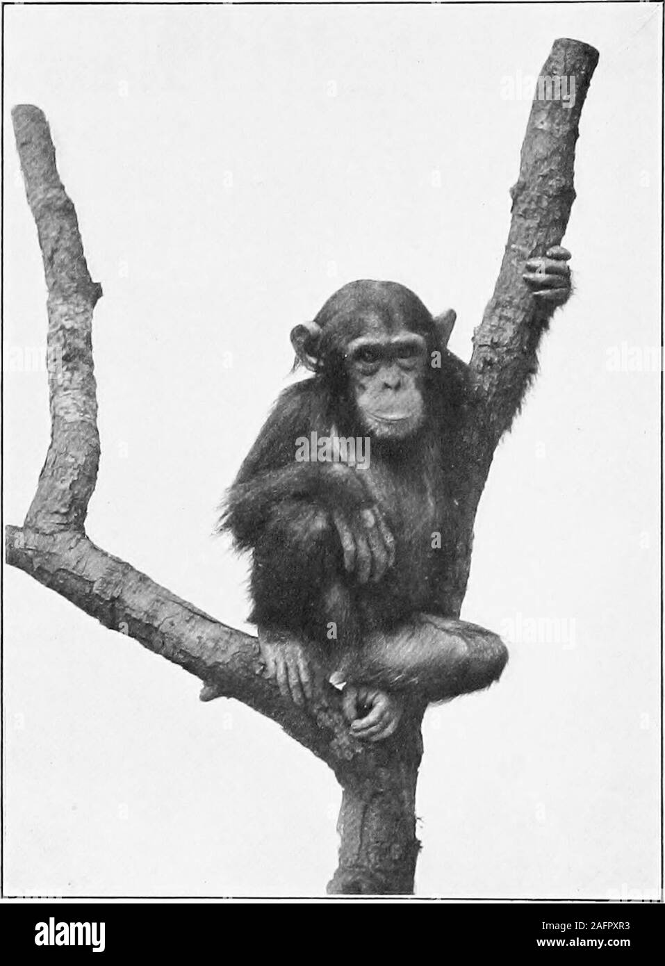 . Célébrités d'animaux sauvages. Avec l'autorisation de la Société zoologique de New York PVE-I.Y, le célèbre ClIIMPANZBE YORKZOOLOGICAL NeiV en PaKK, QUI A RÉUSSI, le DoHOSG, d'orangs-outans dans Pofut.ar faveur-ANIMALCELEBRITIES BYELLEN VELVIN SAUVAGES, F.Z.S. Auteur de l'arrière-scène avec les animaux sauvages, les histoires Animalswith, créatures sauvages loin, eto., etc. l'ILLUSTRE NEW YORK:MOFFAT, Cour & COMPANY Copyright 1907, 1907, par MOFFAT, Cour & COMPANY, NEW YORK, septembre 1907, publié, reproduit, octobre 1907 ; dédiée par jjotm ilBttfrottgtjs LA PERMISSION : EN RECONNAISSANCE DE SON AMOUR DE L'exactitude. Avant-propos. T Banque D'Images
